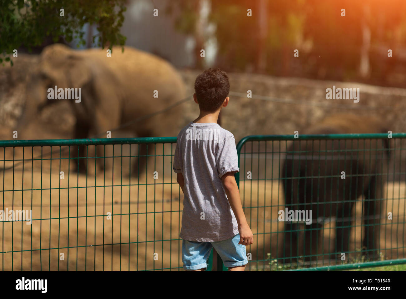 Petit garçon regardant les éléphants de zoo, enfant sur Safari Trip Banque D'Images