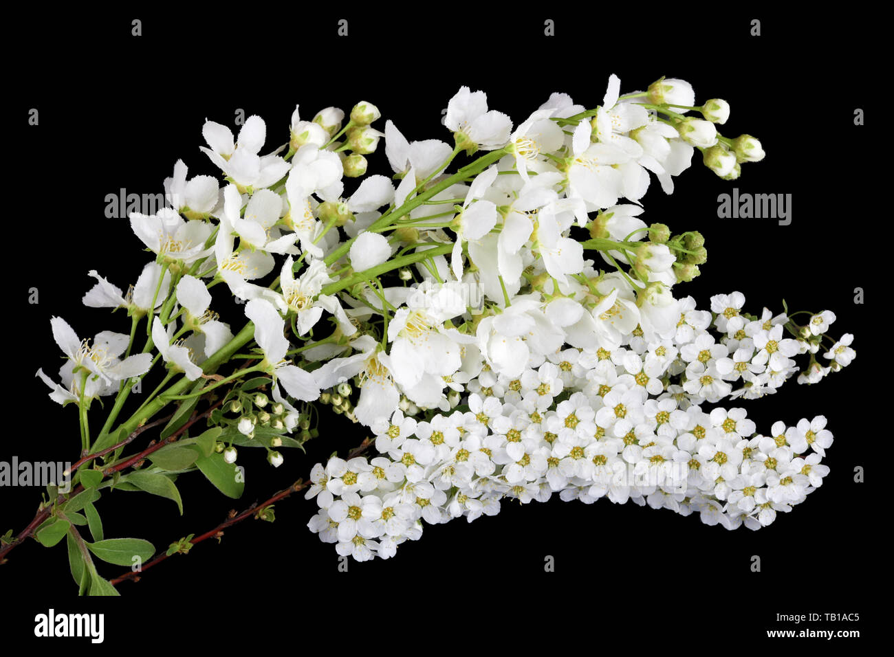 Blanc de printemps fleurs fleurs de prunier sauvage et d'oiseaux de la forêt de cerisiers. Isolé sur macro studio noir Banque D'Images