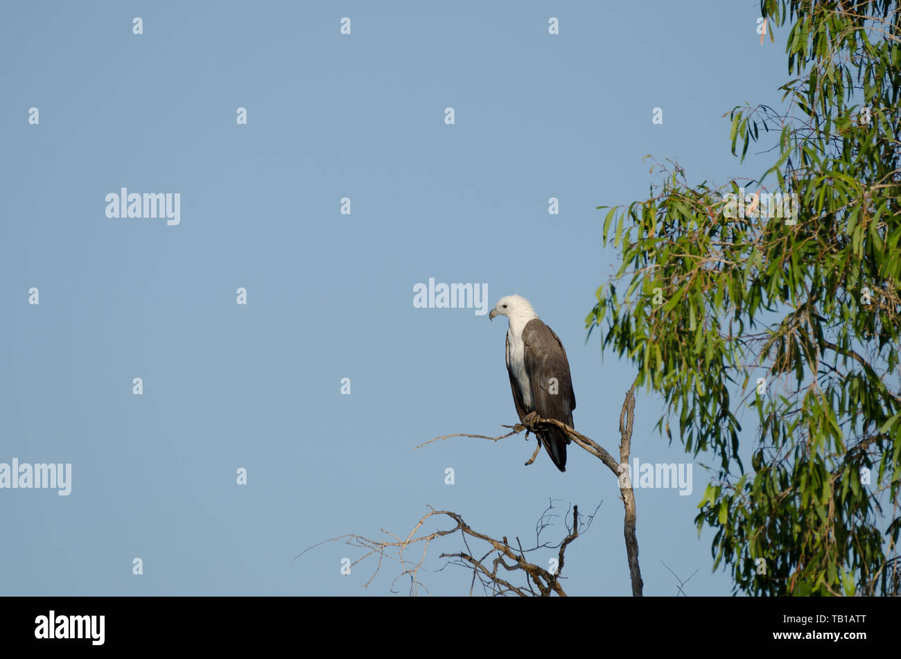 White-bellied sea eagle perché sur l'eau jaune billabong, le Kakadu Banque D'Images