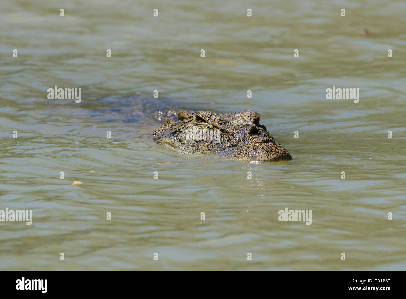 Nage de crocodiles d'eau salée dans la rivière East Alligator, Kakadu, territoire du Nord, Australie Banque D'Images
