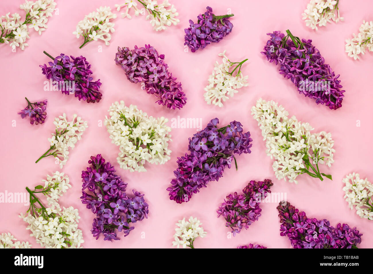Blanc, violet et lilas violet fleurs sur fond rose clair. Mise à plat. Vue d'en haut. Modèle été et printemps Banque D'Images
