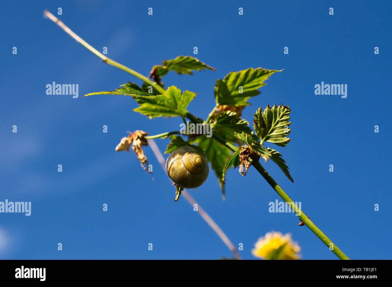 Libre de l'escargot sur feuille verte Plante Banque D'Images