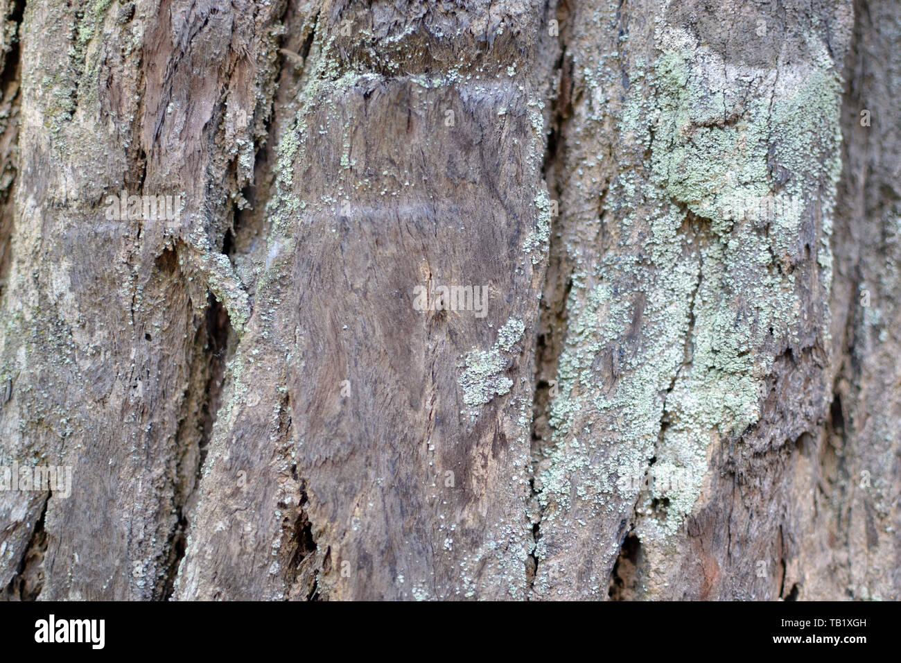 Gros plan sur l'écorce des arbres lichen texture Banque D'Images