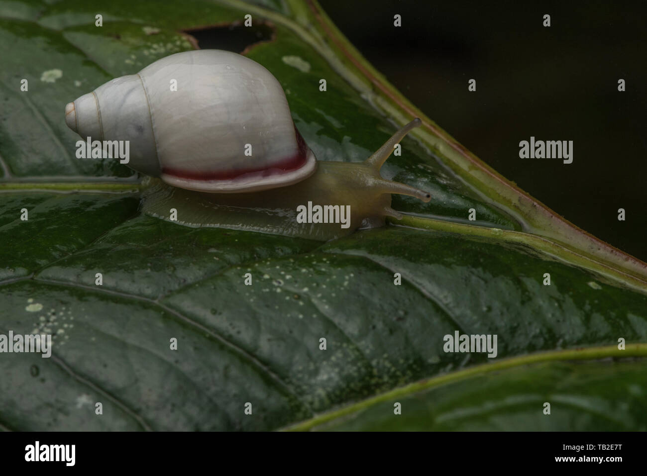 Un petit escargot blanc à partir de la forêt du nuage en Equateur. Banque D'Images