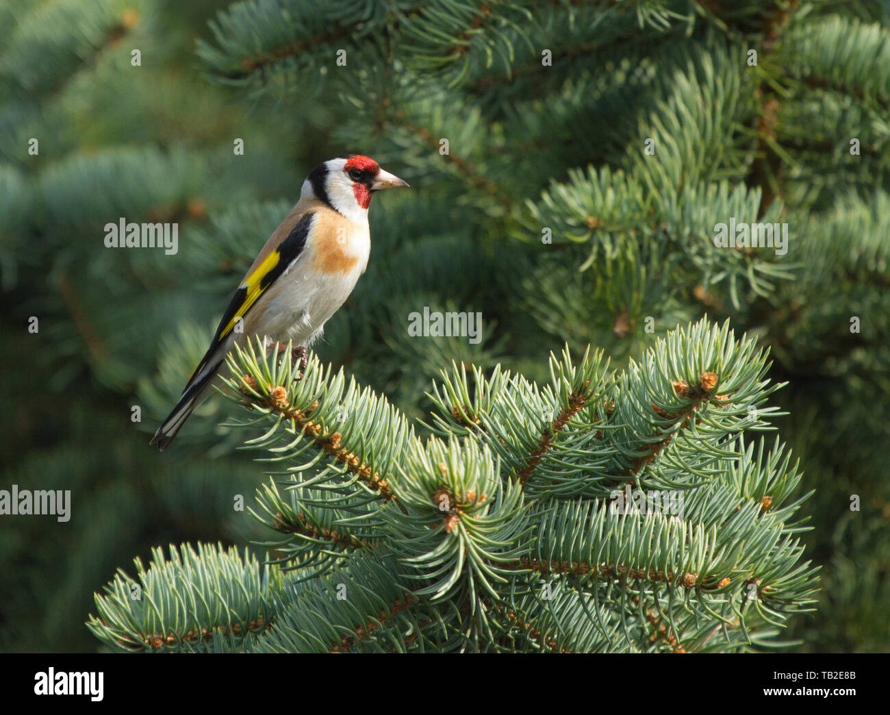 Chardonneret élégant (Carduelis carduelis) assis sur la branche de sapin Banque D'Images
