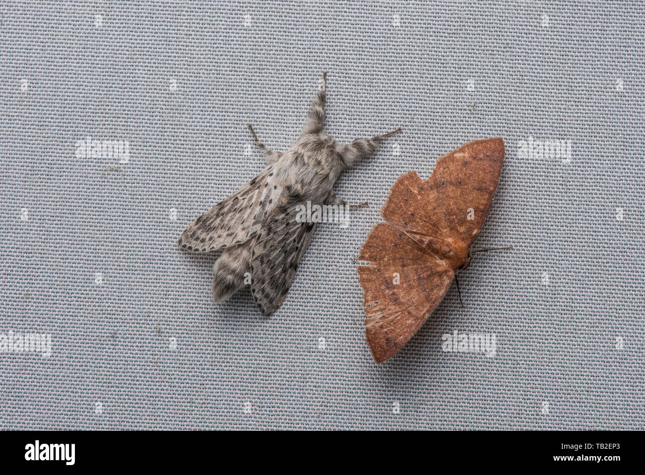 Une paire de papillons assis côte à côte sur une feuille blanche dans la forêt de nuage. Banque D'Images
