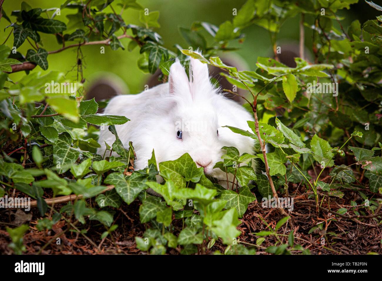 Lapin nain blanc Banque D'Images