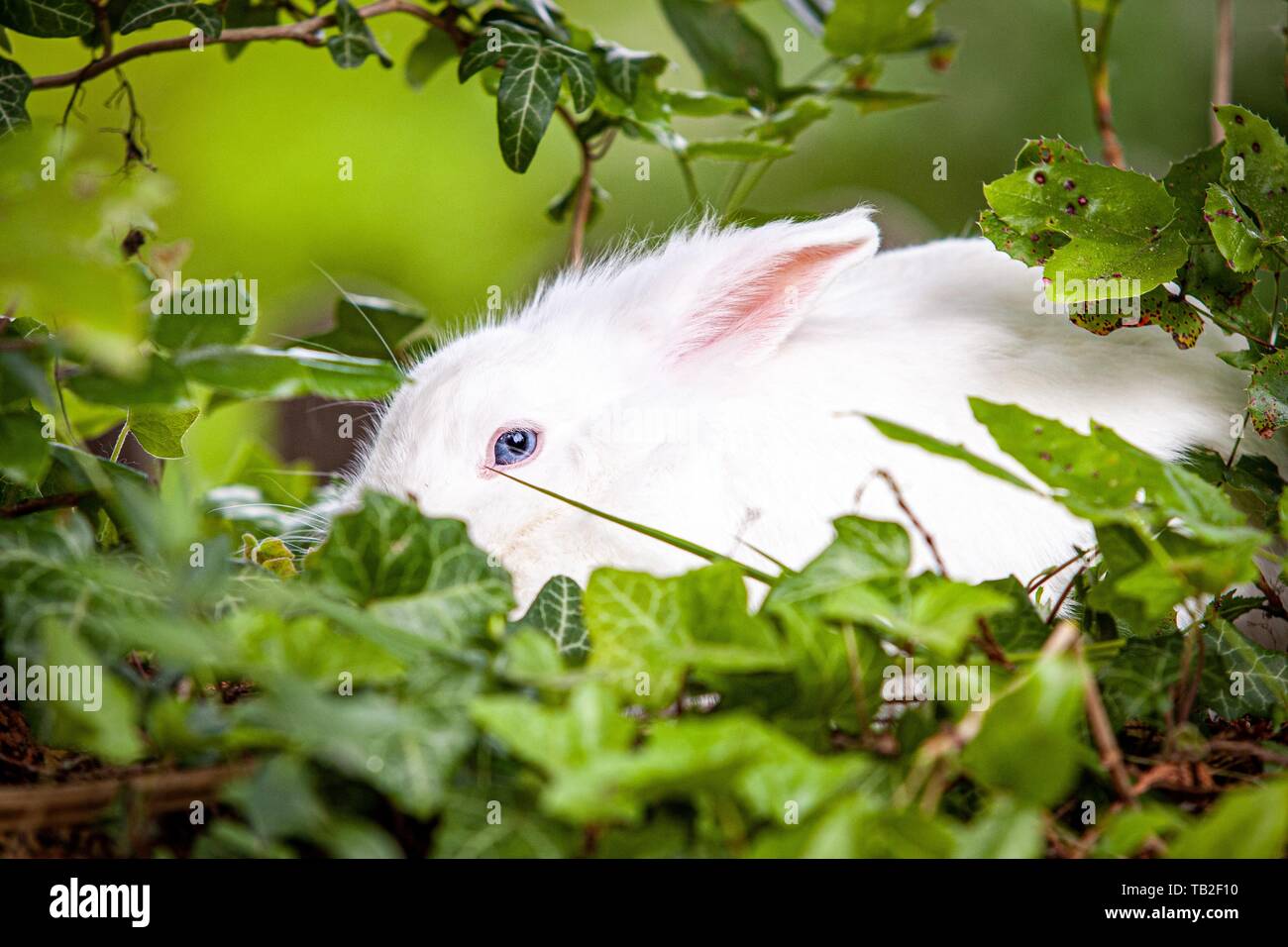 Lapin nain blanc Banque D'Images