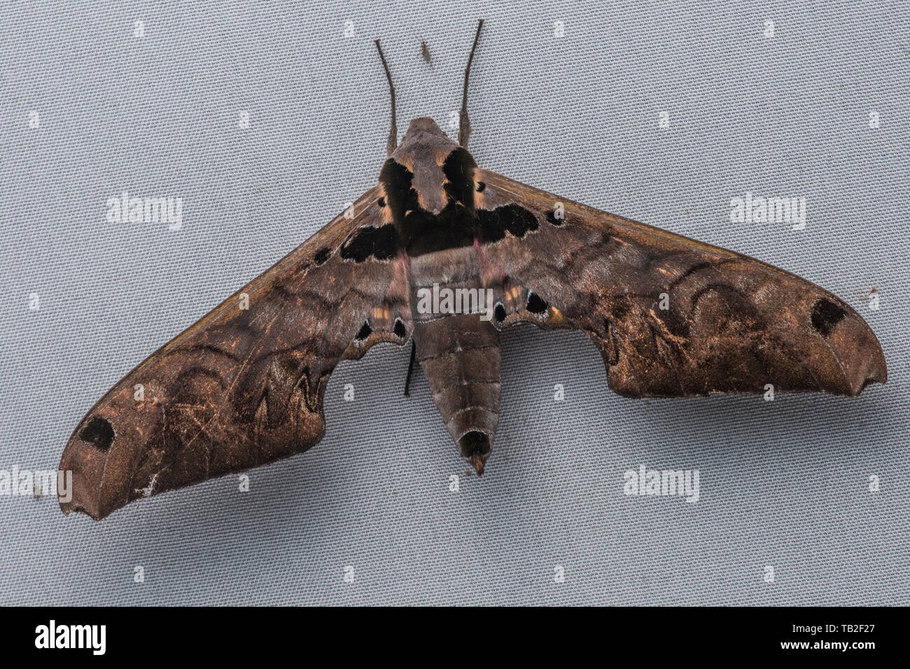 Un grand faucon brun ( Adhemarius gannascus) à partir de la forêt du nuage. Banque D'Images