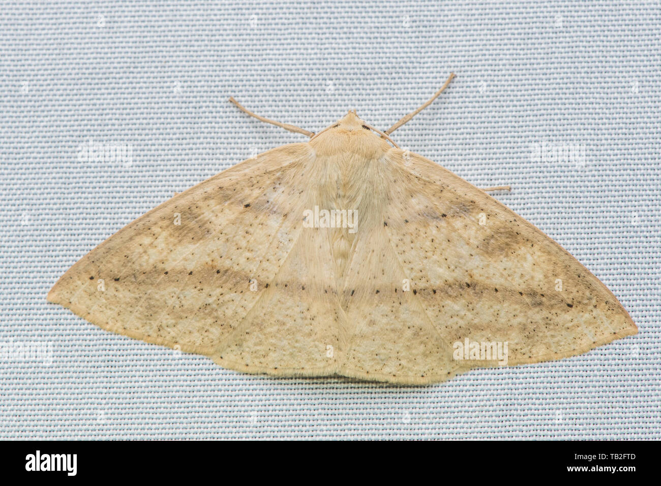 Un papillon blanc sur une feuille blanche dans la forêt de nuages équatoriens. Banque D'Images