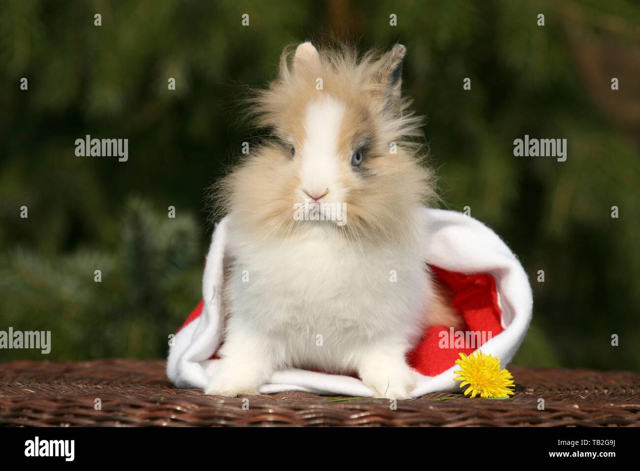 Lapin à tête de lion Banque D'Images
