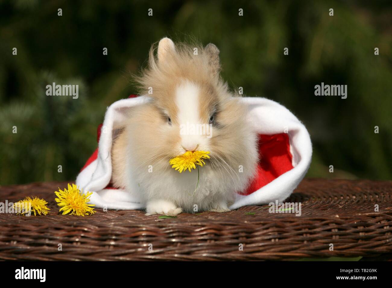 Lapin à tête de lion Banque D'Images