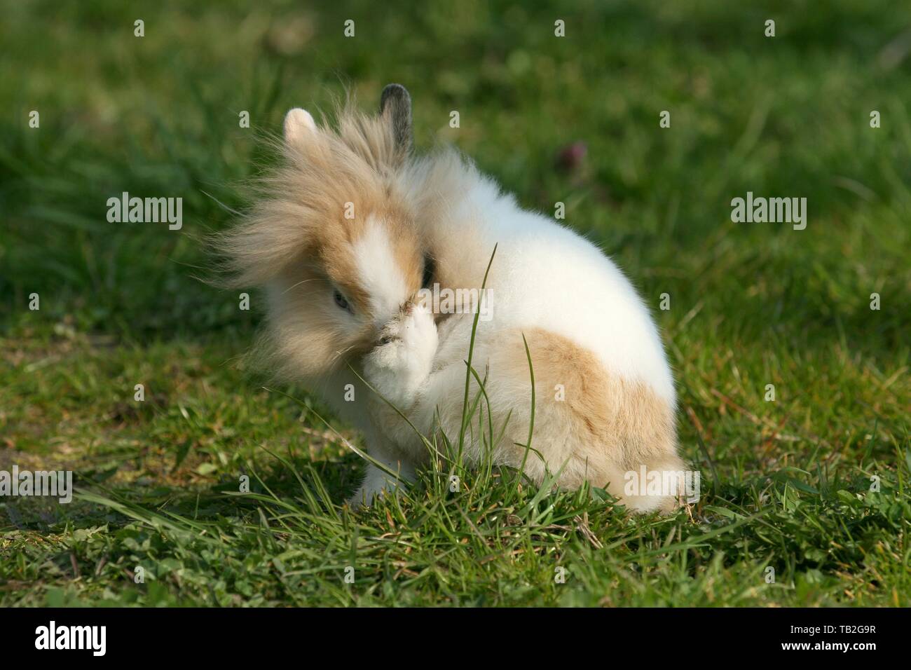 Lapin à tête de lion Banque D'Images