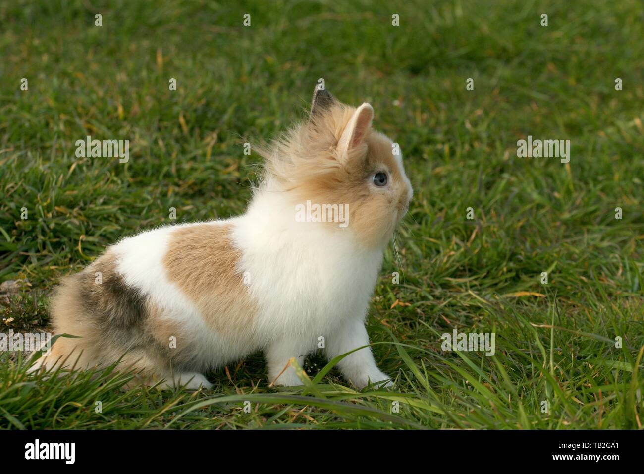 Lapin à tête de lion Banque D'Images