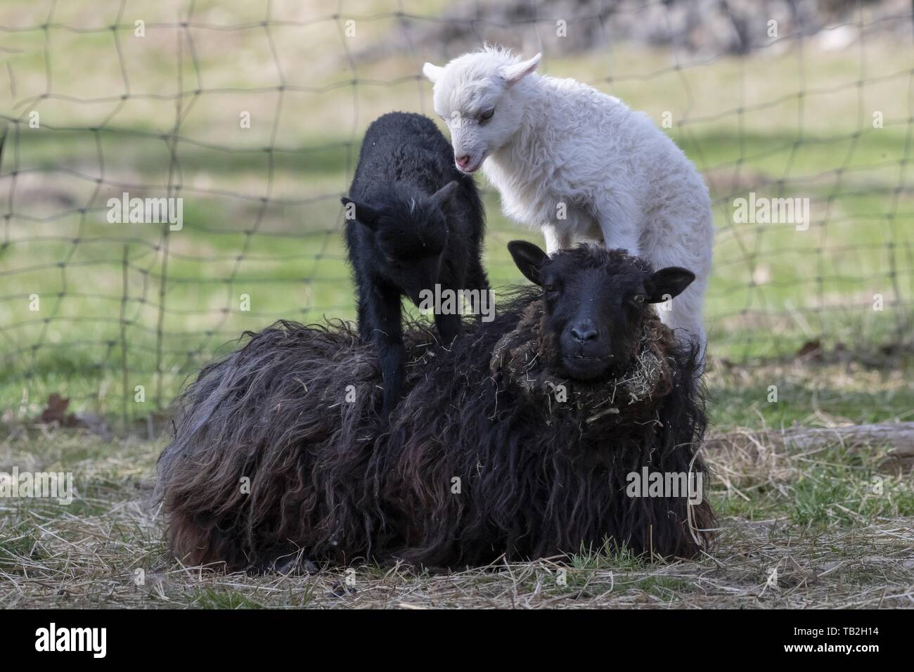 moutons Banque D'Images