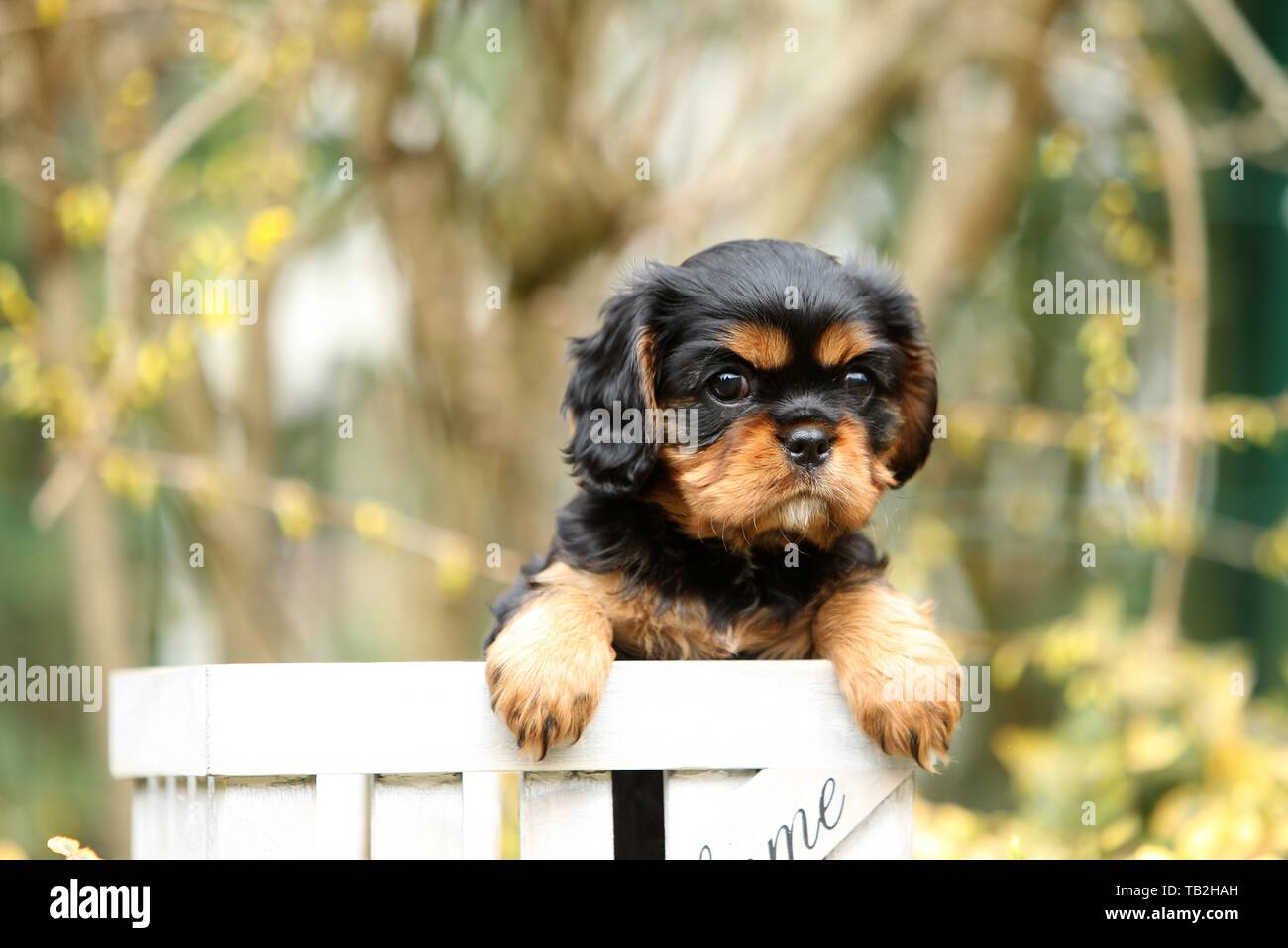 Cavalier King Charles Spaniel Puppy Banque D'Images