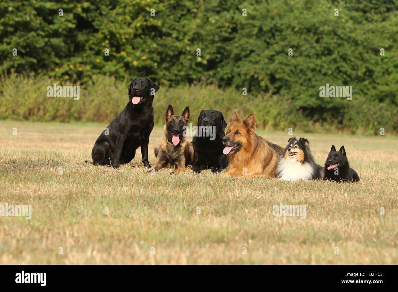 6 chiens Banque D'Images