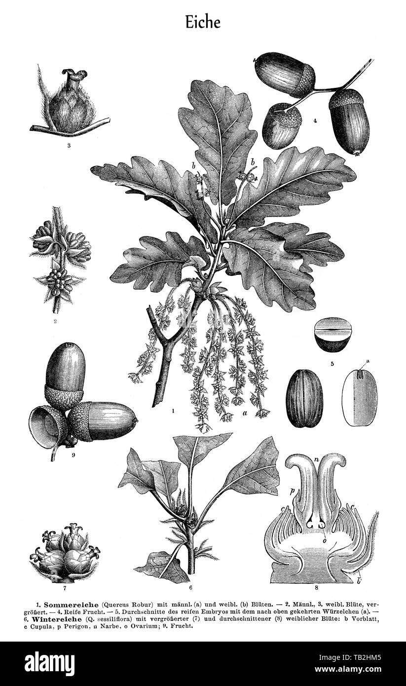 L'image graphique d'un Anglais et d'un chêne sessile (Quercus robur, Sommereiche Wintereiche) und (Quercus sessiliflora) Banque D'Images