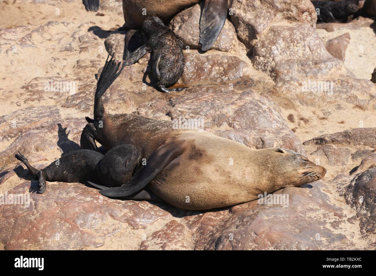 Les Otaries à fourrure d'Australie Banque D'Images