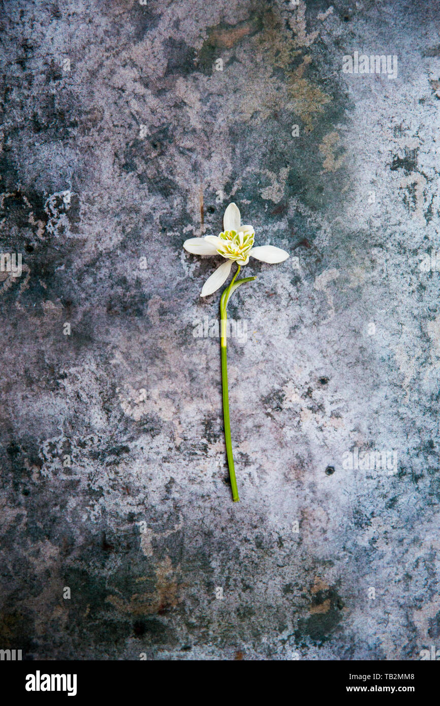 High angle close up of single snowdrop sur gris texturé surface. Banque D'Images