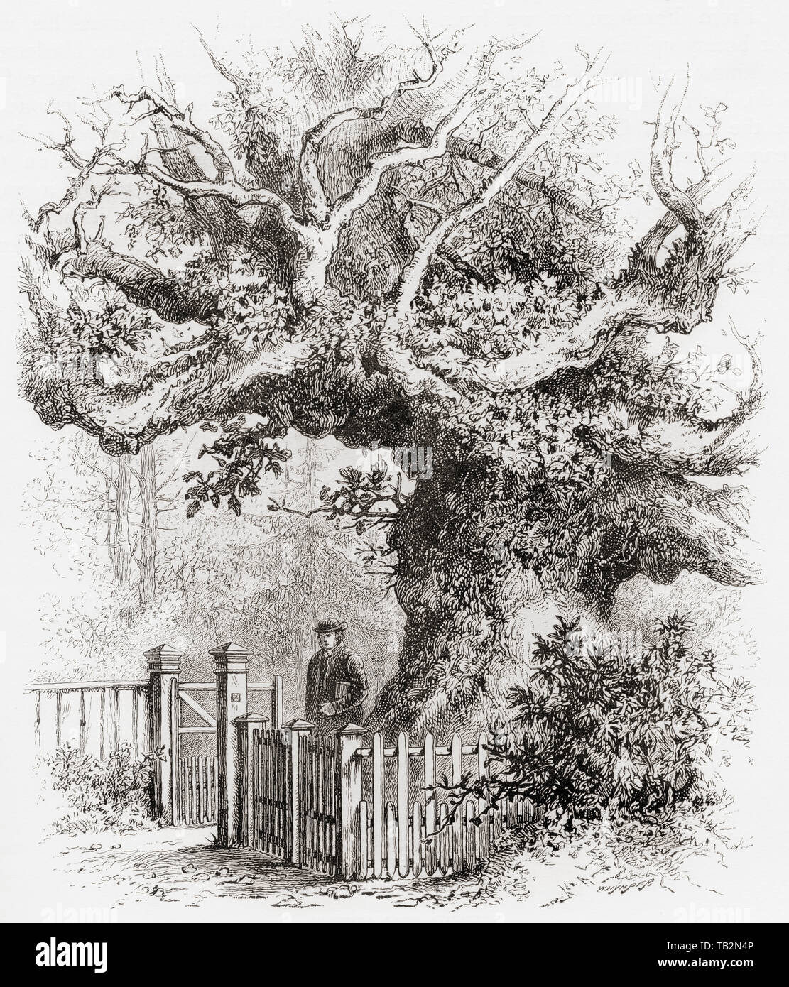 Le Crouch Oak tree, Addlestone, Surrey, Angleterre, en vertu de laquelle il est dit que la reine Elizabeth I. pique-niquaient Photos de l'anglais, publié en 1890. Banque D'Images