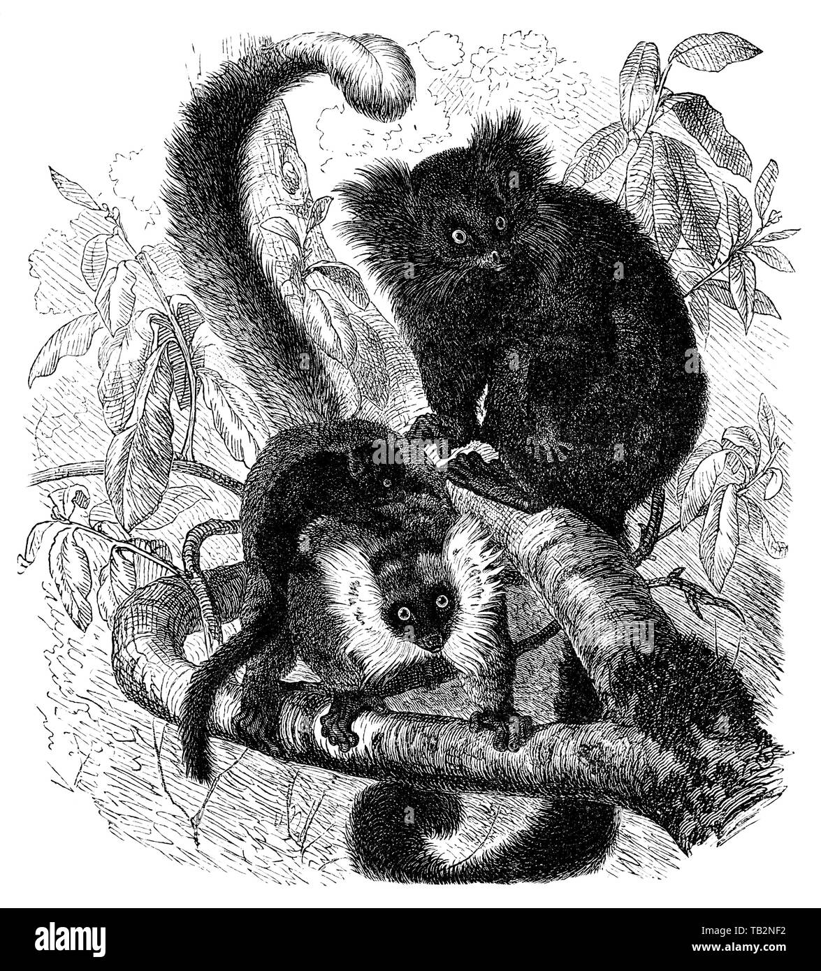 Illustration de l'historique des lémuriens, Historische, zeichnerische Darstellung, Mohrenmaki (Eulemur macaco) Gewöhnlicher Makis (Lemuridae) Lemuriformes, Halbaffe, (Prosimiae), Primaten Lemuren Loriartigen,,, 19. Jahrhundert, aus Meyers Konversations-Lexikon, 1889 Banque D'Images Illustration de l'historique des lémuriens, Historische, zeichnerische Darstellung, Mohrenmaki (Eulemur macaco) Gewöhnlicher Makis (Lemuridae) Lemuriformes, Halbaffe, (Prosimiae), Primaten Lemuren Loriartigen,,, 19. Jahrhundert, aus Meyers Konversations-Lexikon, 1889 Banque D'Images