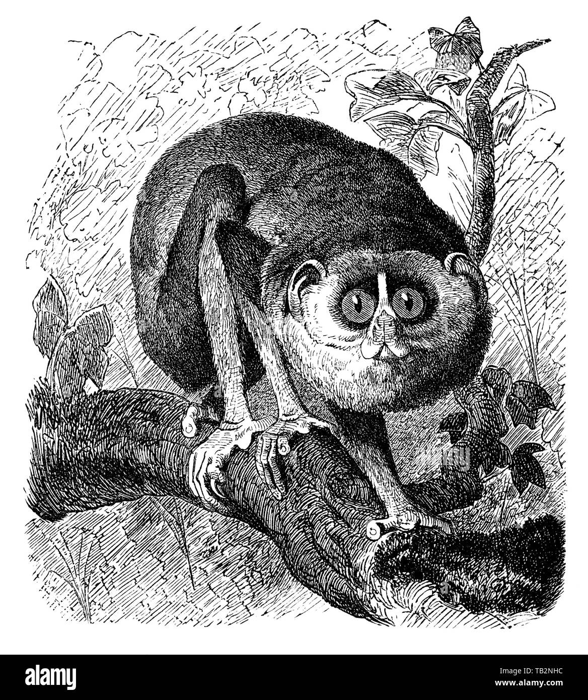 Illustration historique d'un mince gris loris, Grauer Schlanklori lydekkerianus (Loris), Halbaffe (Prosimiae),, Banque D'Images Illustration historique d'un mince gris loris, Grauer Schlanklori lydekkerianus (Loris), Halbaffe (Prosimiae),, Banque D'Images