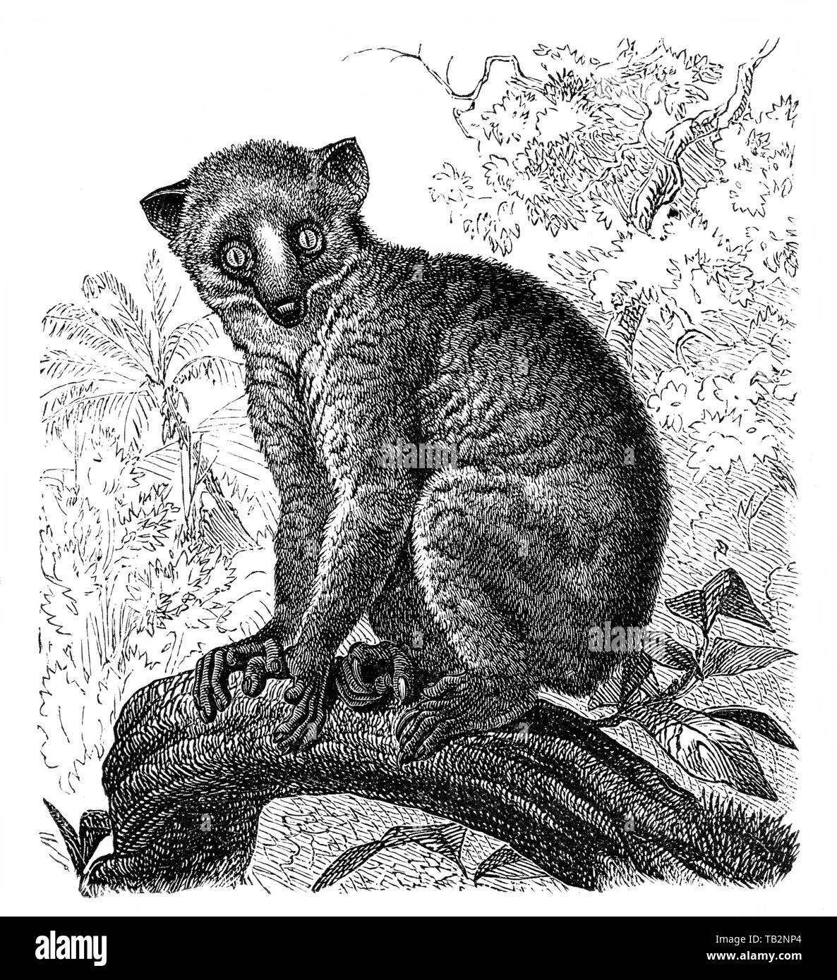 Illustration d'un historique, l'angwantibo (Bärenmaki,potto doré Arctocebus) Angwantibo oder, Loris (Lorisidae), Halbaffe, (Prosimiae), Primaten Lemuren Loriartigen,,, 19. Jahrhundert, Banque D'Images Illustration d'un historique, l'angwantibo (Bärenmaki,potto doré Arctocebus) Angwantibo oder, Loris (Lorisidae), Halbaffe, (Prosimiae), Primaten Lemuren Loriartigen,,, 19. Jahrhundert, Banque D'Images