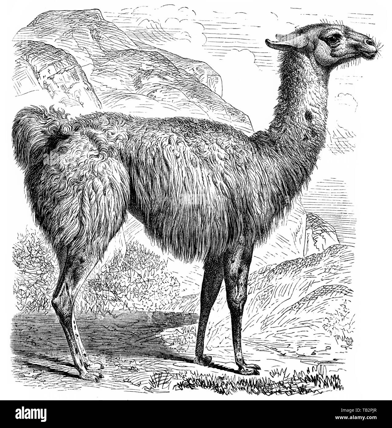 Historische, zeichnerische Darstellung, Lama (Lama glama), Kamele (camélidés), une Säugetierfamilie Paarhufer aus der Ordnung der (Artiodactyla), Tylopoda), 19. Jahrhundert, Banque D'Images