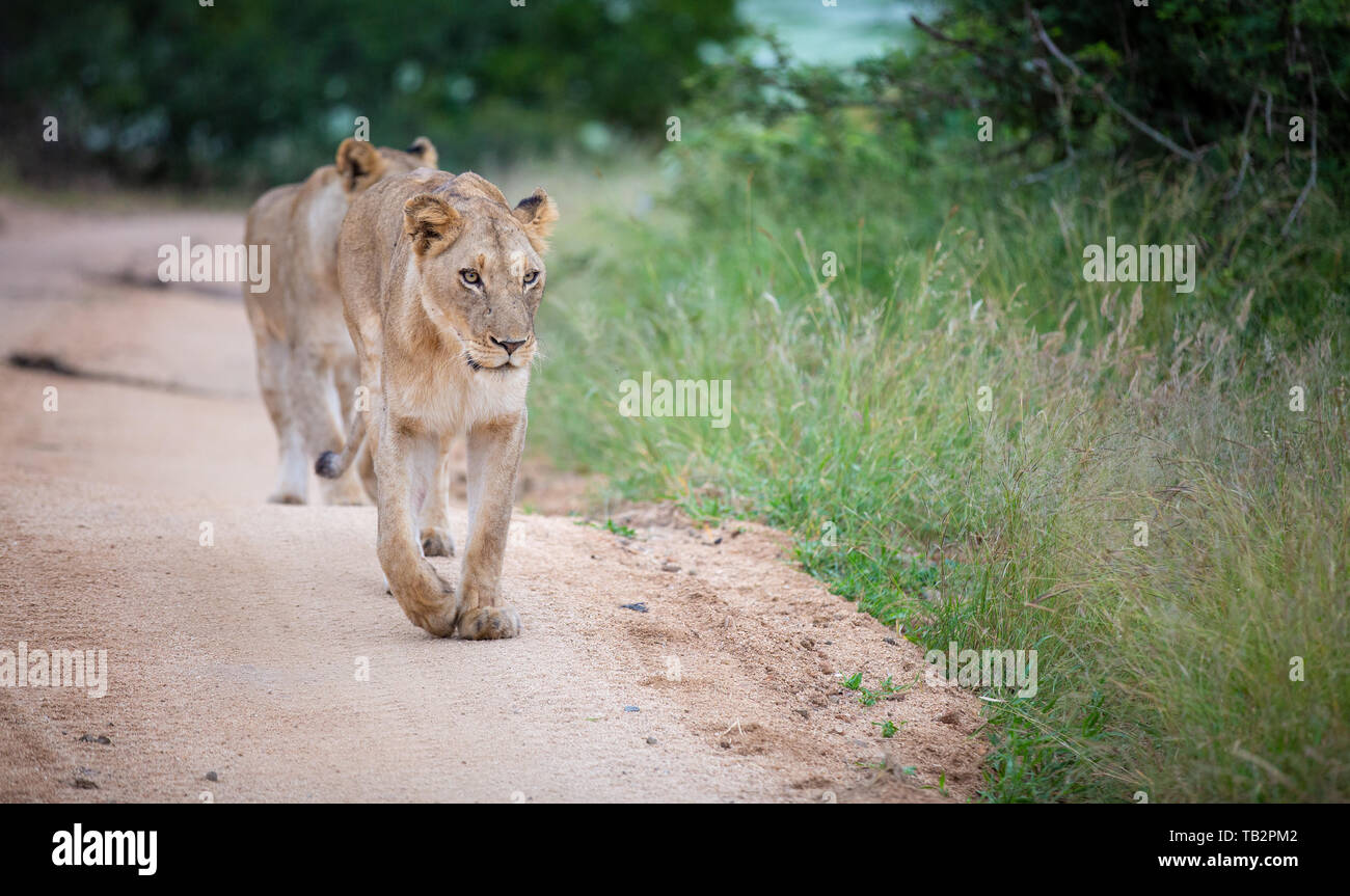 Une lionne, Panthera leo, promenades vers l'appareil photo sur un chemin de sable, à la recherche du bâti, jambe avant Banque D'Images