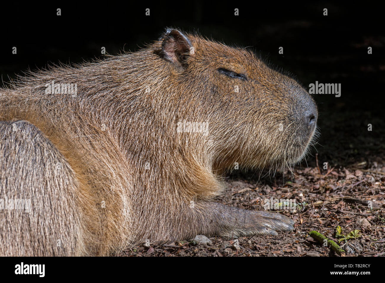 Capybara (Hydrochoerus hydrochaeris) plus gros rongeur du monde originaire de l'Amérique du Sud Banque D'Images