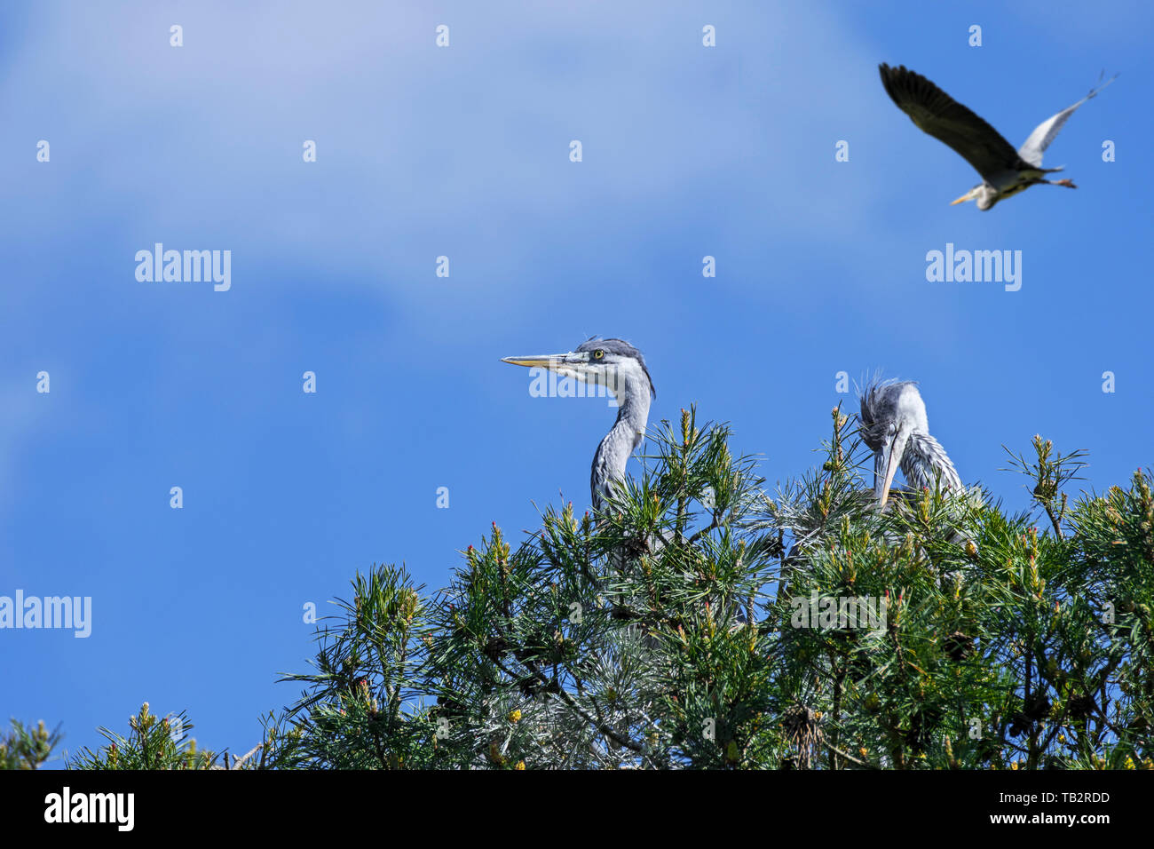 Deux jeunes hérons gris / gris les hérons (Ardea cinerea) sur son nid à spruce tree in spring Banque D'Images