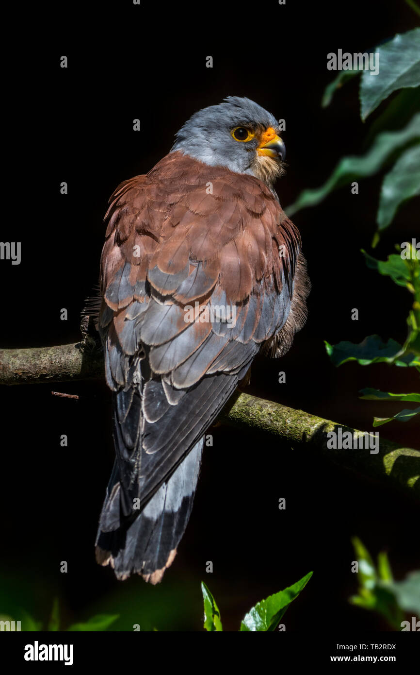 Faucon crécerellette (Falco naumanni) mâle perché dans l'arbre sur fond noir Banque D'Images