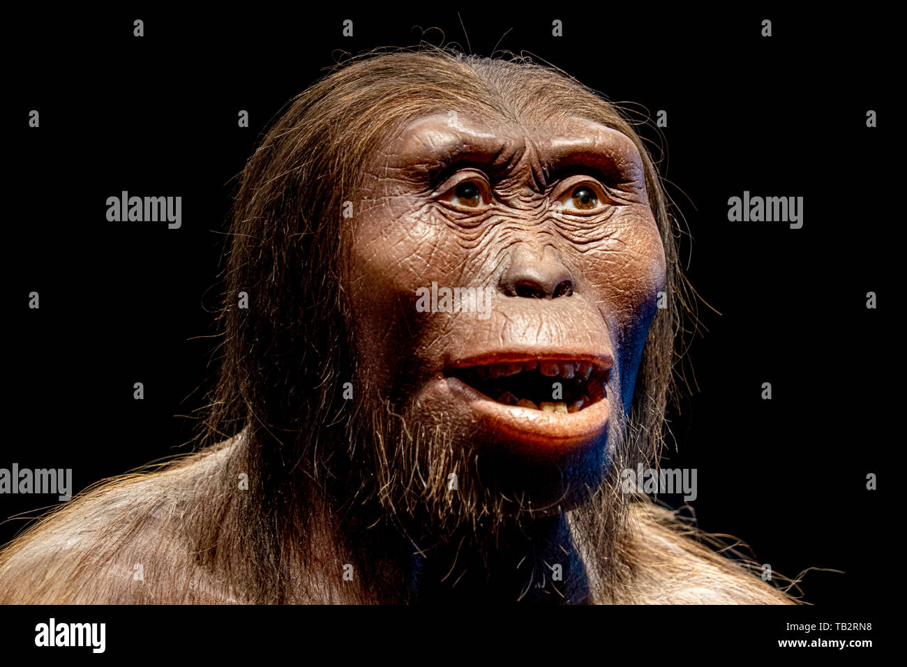 Cro Magnon Banque D Image Et Photos Alamy