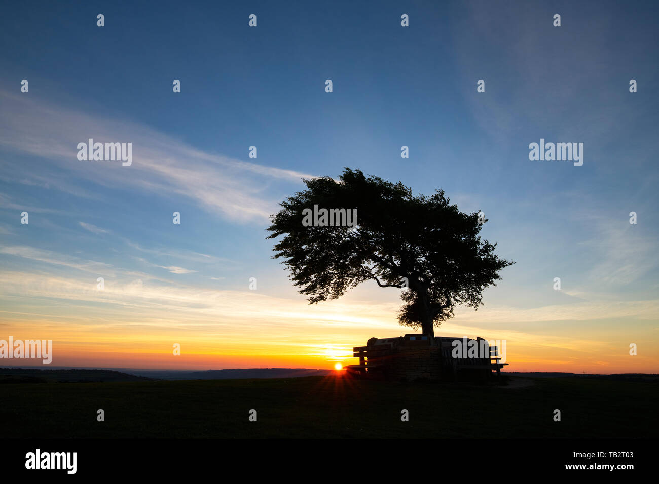 Arbre commémoratif. Seul hêtre arbre entouré d'un mur commémoratif sur la colline de cleeve common au lever du soleil. L'arbre le plus élevé dans la région des Cotswolds. Le Gloucestershire, Royaume-Uni Banque D'Images