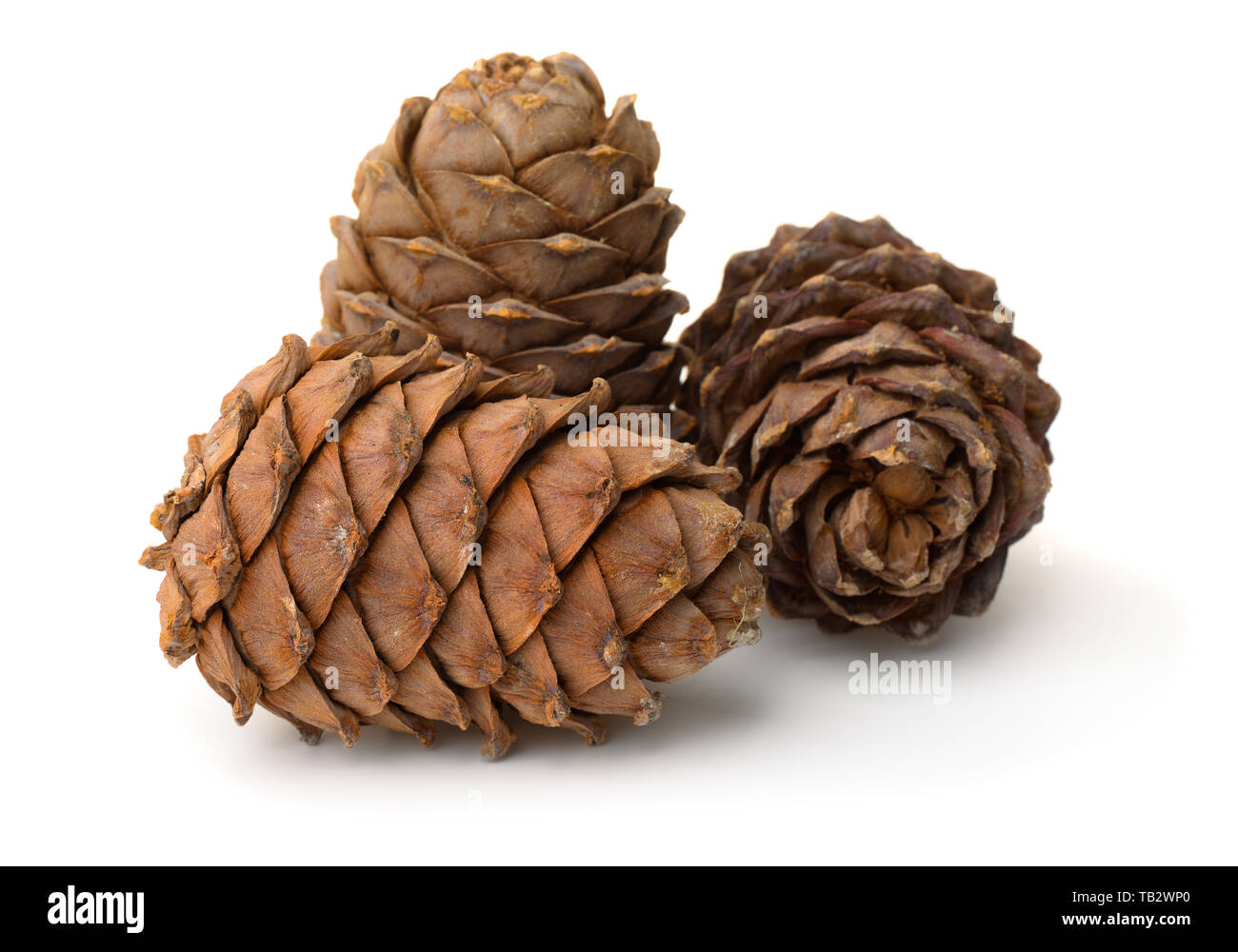 Groupe des cônes de pin mûres plein de nuts isolated on white Banque D'Images