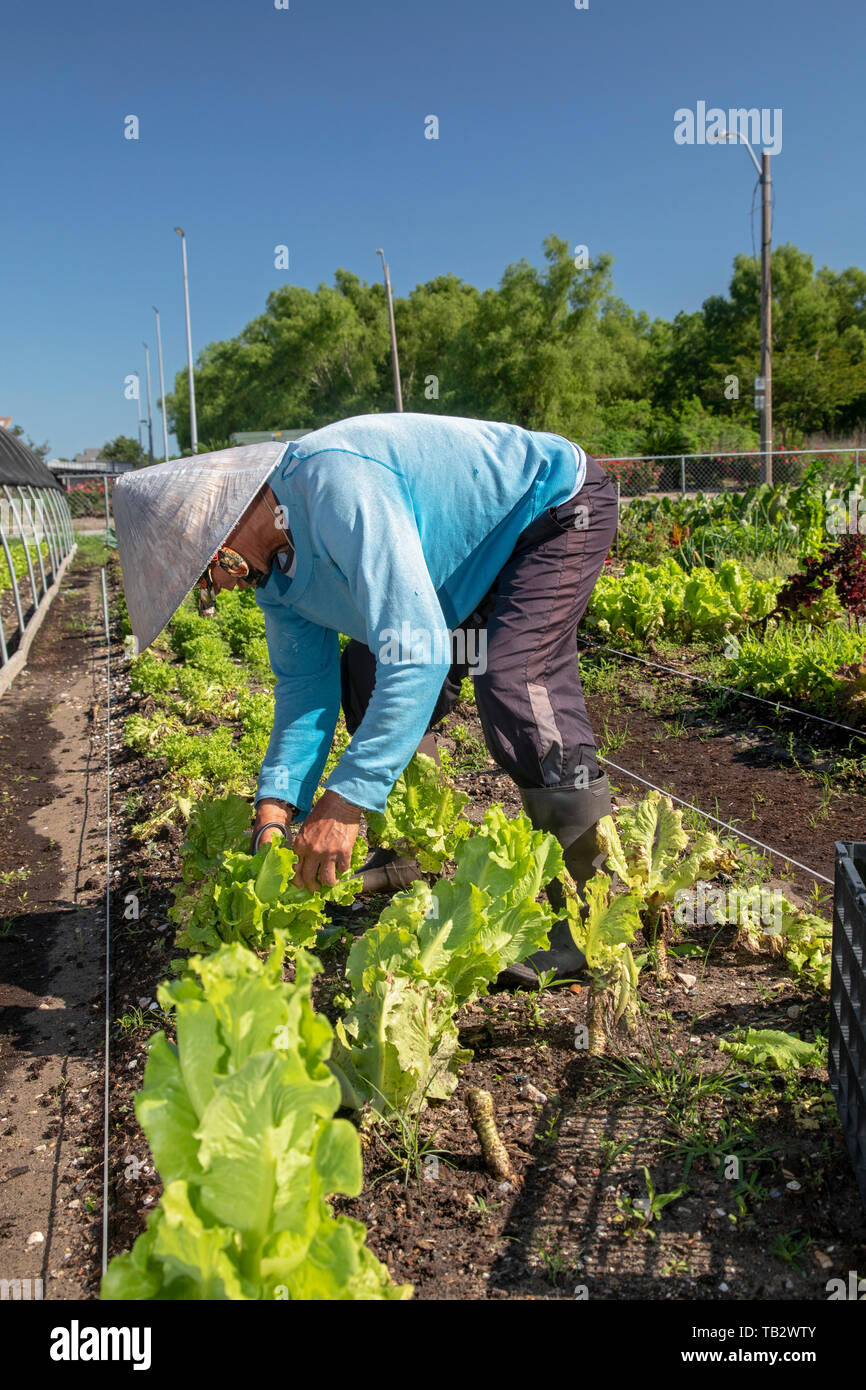 La Nouvelle-Orléans, Louisiane - La Coopérative des fermiers Veggi, une coopérative agricole urbaine dans la communauté Vietnames de La Nouvelle-Orléans. La coop est un projet de M Banque D'Images