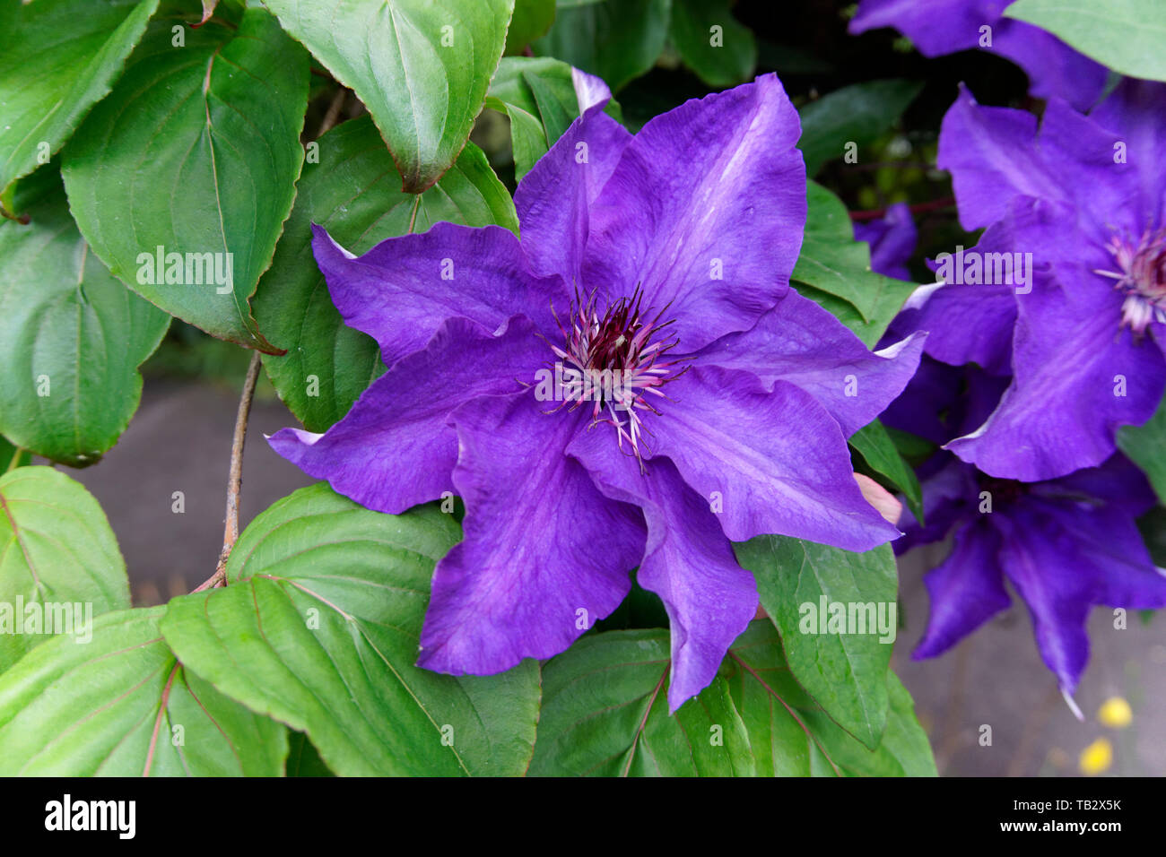 Gros plan d'une fleur de clématite violette de prune au printemps, Vancouver, BC, Canada Banque D'Images