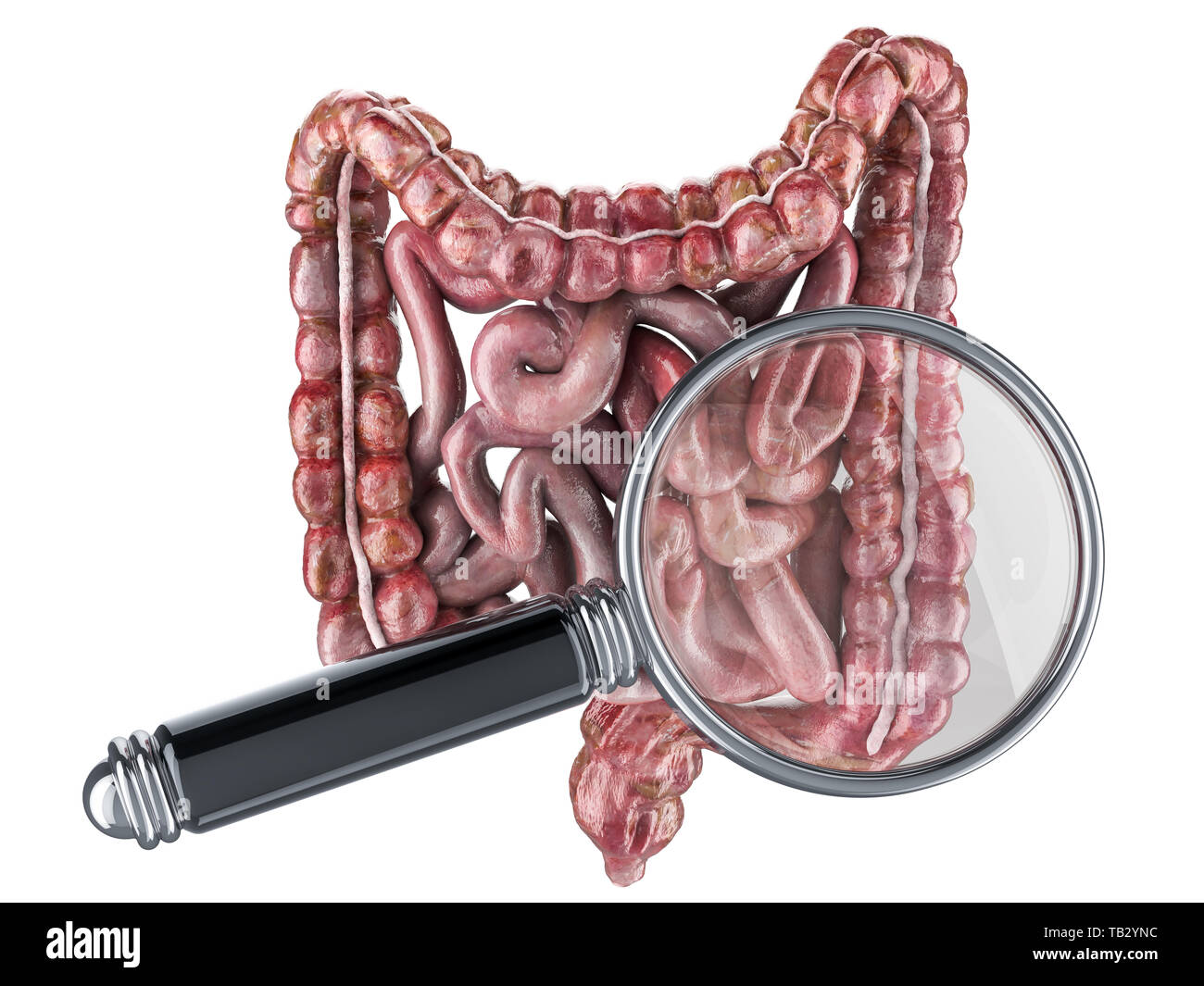 Les droits de l'intestin avec loupe. Recherche et diagnostic de l'intestin, rendu 3D concept isolé sur fond blanc Banque D'Images