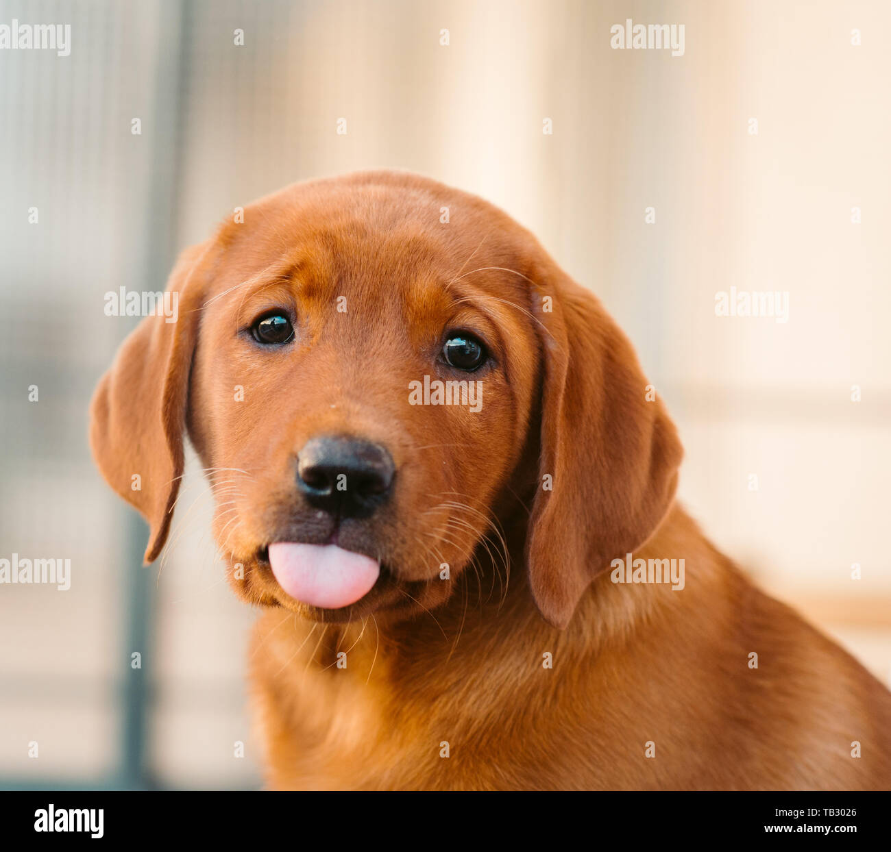 Brown Labrador Puppy Tongue Banque D Image Et Photos Alamy