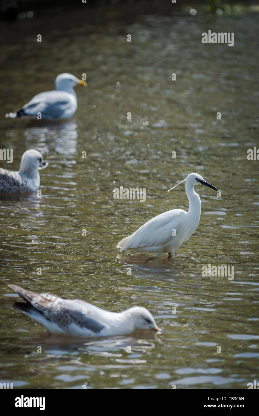 Une Aigrette garzette de patauger dans un lac chez les Goélands argentés. Banque D'Images