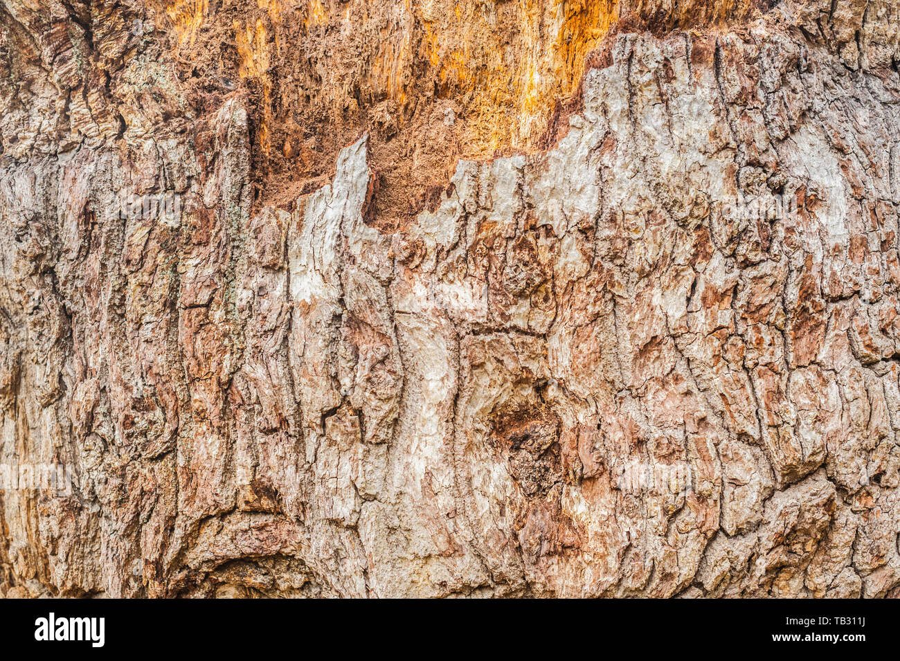 Libre de l'écorce des arbres aux couleurs d'or Banque D'Images