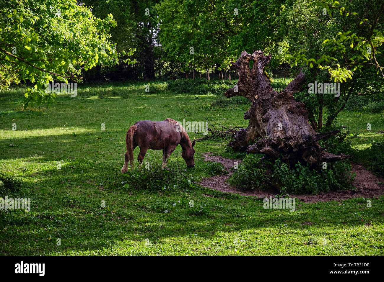 Un cheval Breton le pâturage dans un champ à côté de gros tronc d'arbre déraciné. Banque D'Images