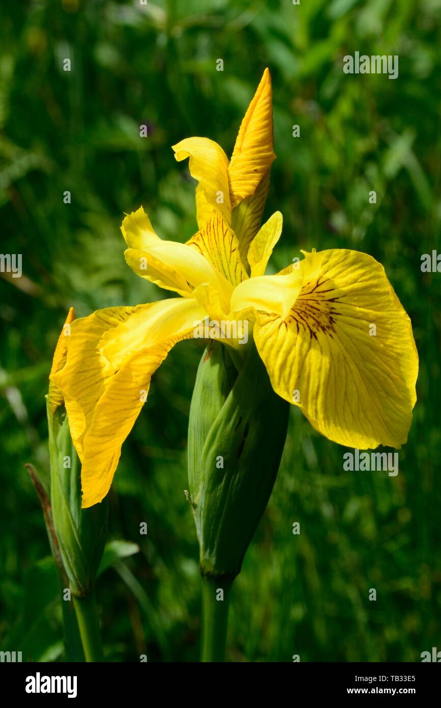 Drapeau jaune Iris pseudacorus iris flower close up Banque D'Images