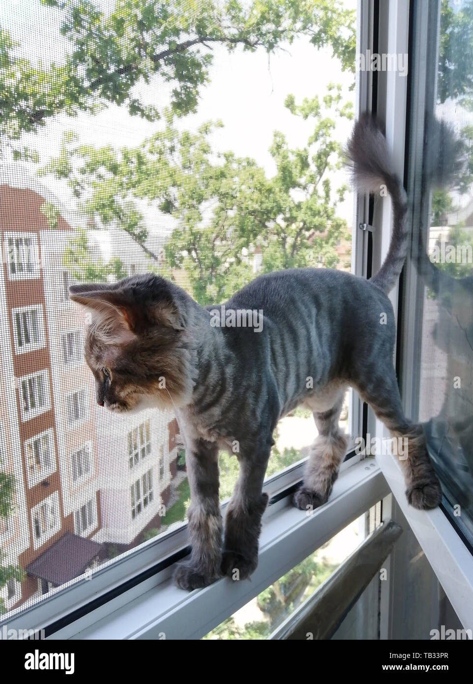 Chat Rase Banque D Image Et Photos Alamy Chat Rase Banque D Image Et Photos Alamy