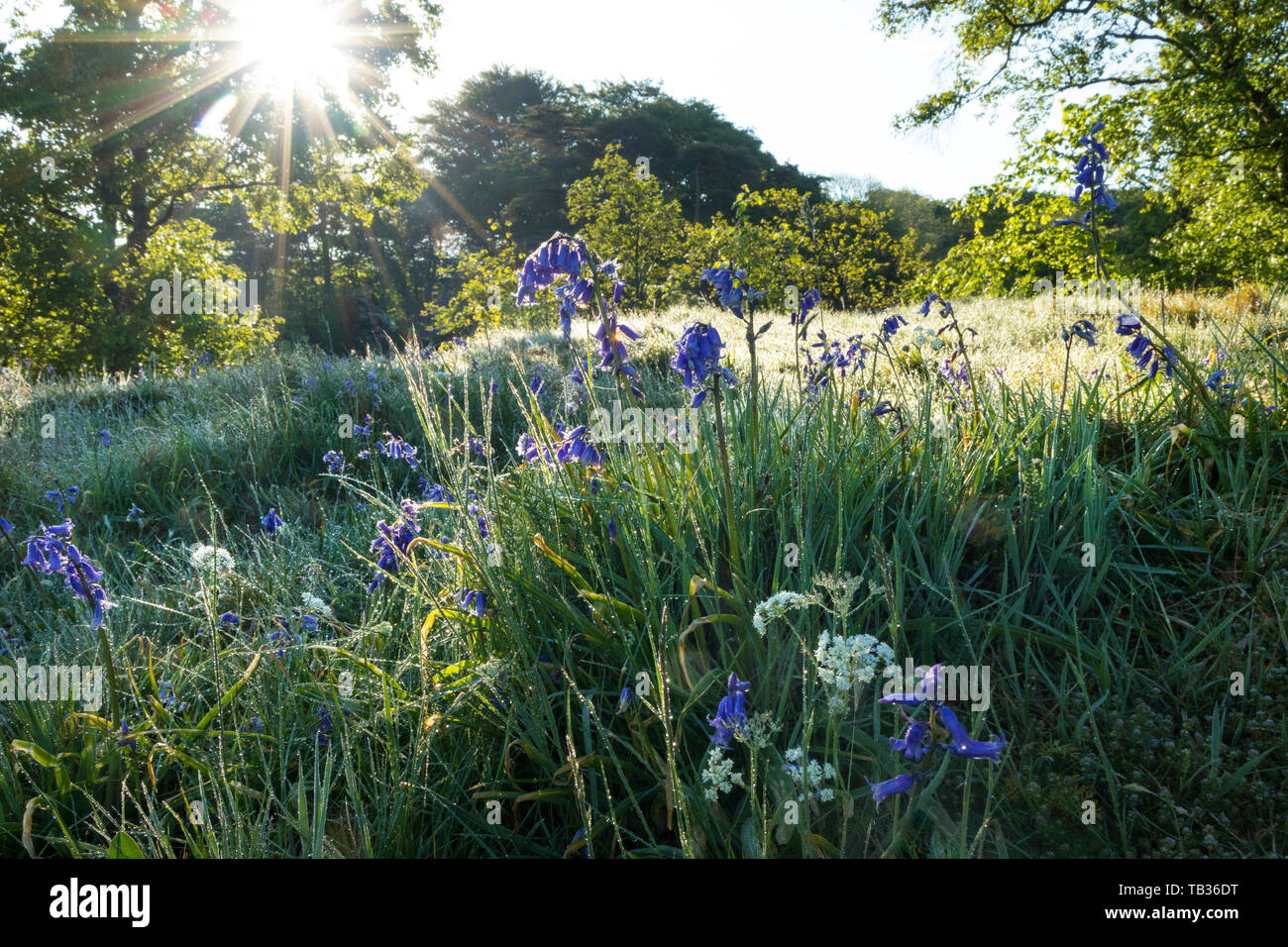 Le soleil du matin la fonte du givre sur Bluebell et fleurs Pignut, Upper Teesdale, County Durham, Royaume-Uni Banque D'Images