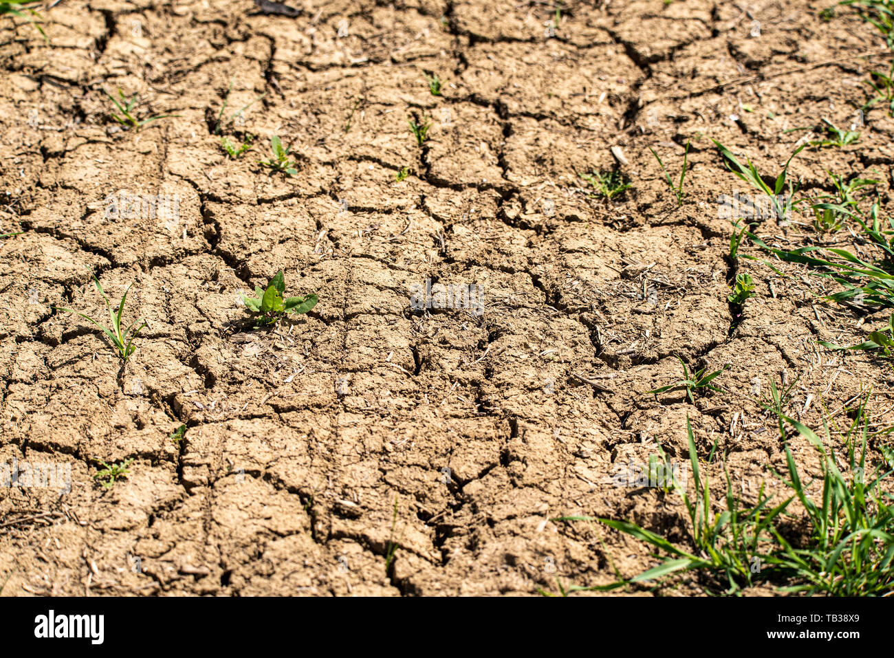 Le sol sec et craquelé desséchée Banque D'Images