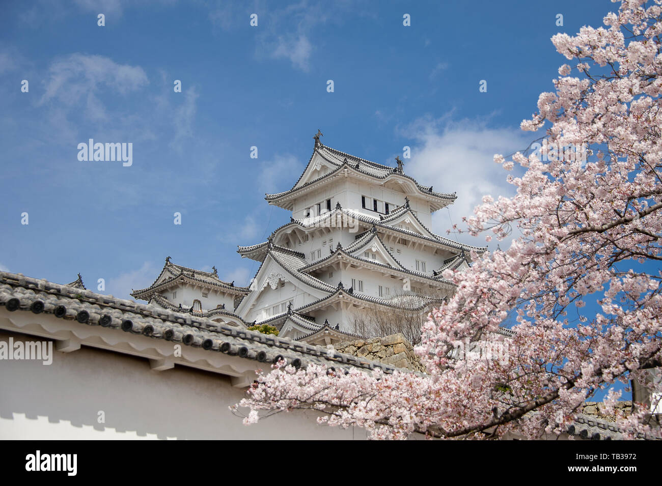 Château de Himeji et Fleur de cerisier avec bleu, nuage, le fond de ciel. Aussi connu comme le héron blanc (Shirasagijo) c'est un site du patrimoine mondial de l'UNESCO. Banque D'Images