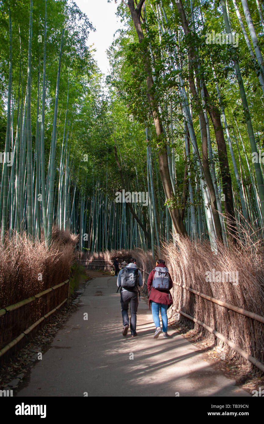 Kyoto, Japon - Avril 2019 : Début de la lumière du soleil du matin le long du sentier dans la forêt de bambous Sagano, au Japon. Banque D'Images