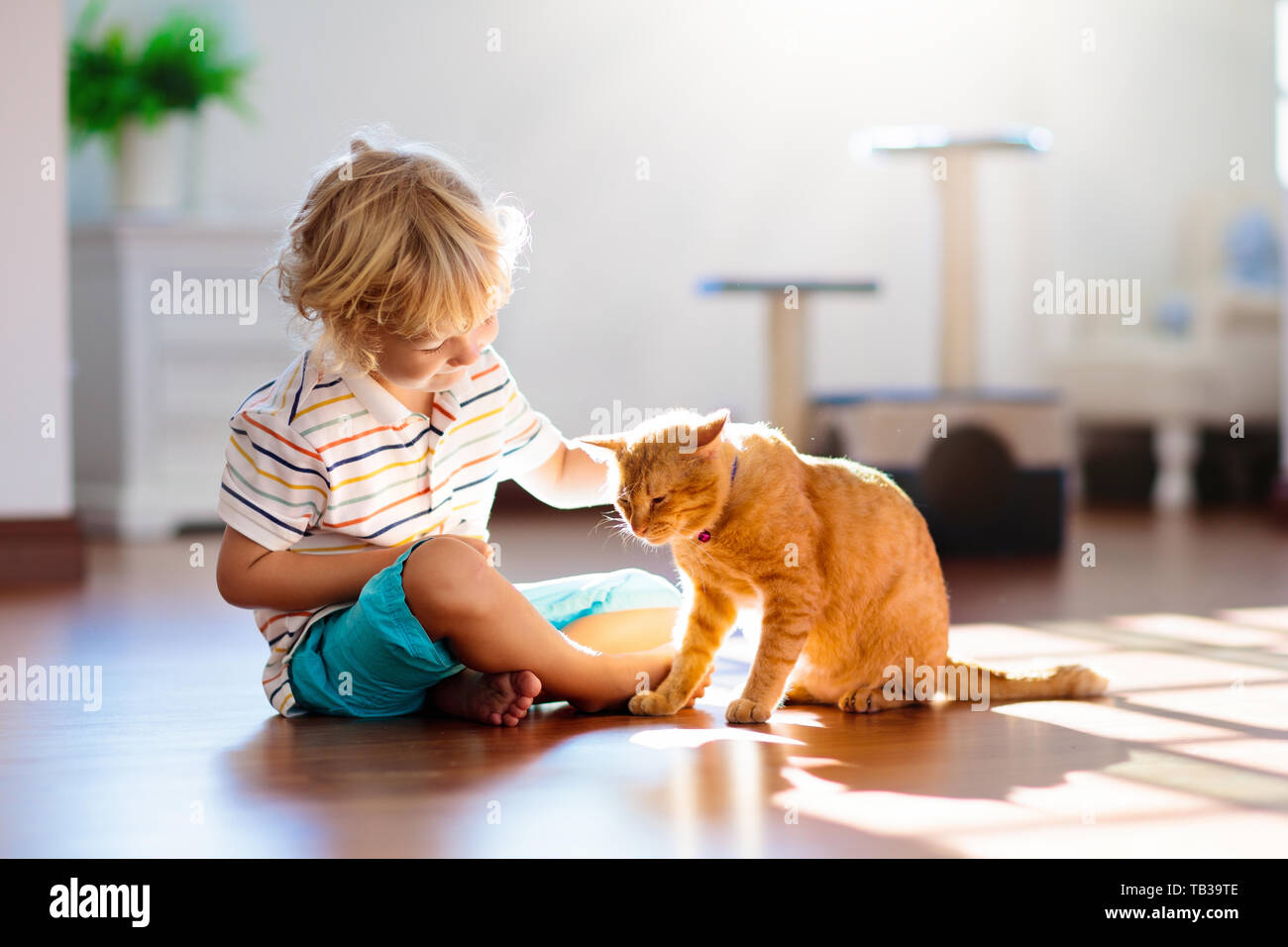 Enfant jouant avec cat à la maison. Des enfants et des animaux de compagnie. Petit garçon de ferme et d'alimentation couleur gingembre Cute cat. Chats arbre et scratcher dans le salon intérieur. Banque D'Images